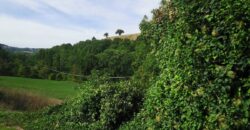 Annex with 2 hectares of land