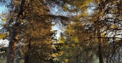 Casale “Pietra Viva”