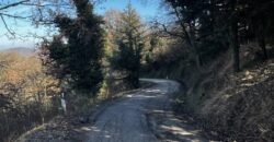 “Green Enchantment”