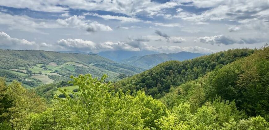 “Monte Bello “