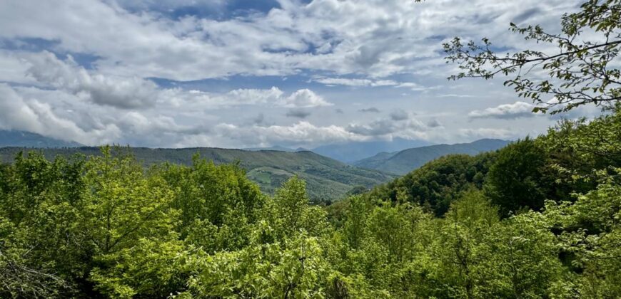 “Monte Bello “